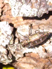 Chrysobothris cribraria