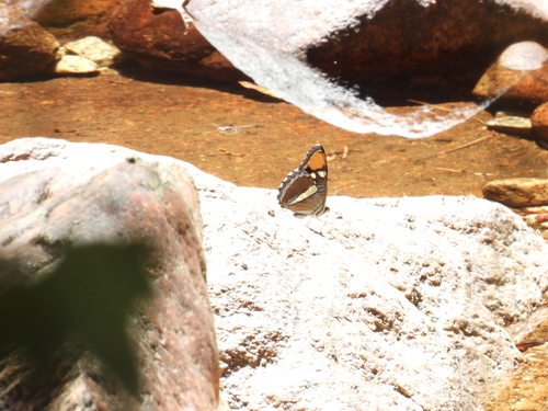 iNaturalist observation photo of California Sister