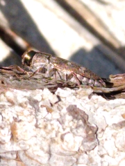 Chrysobothris cribraria