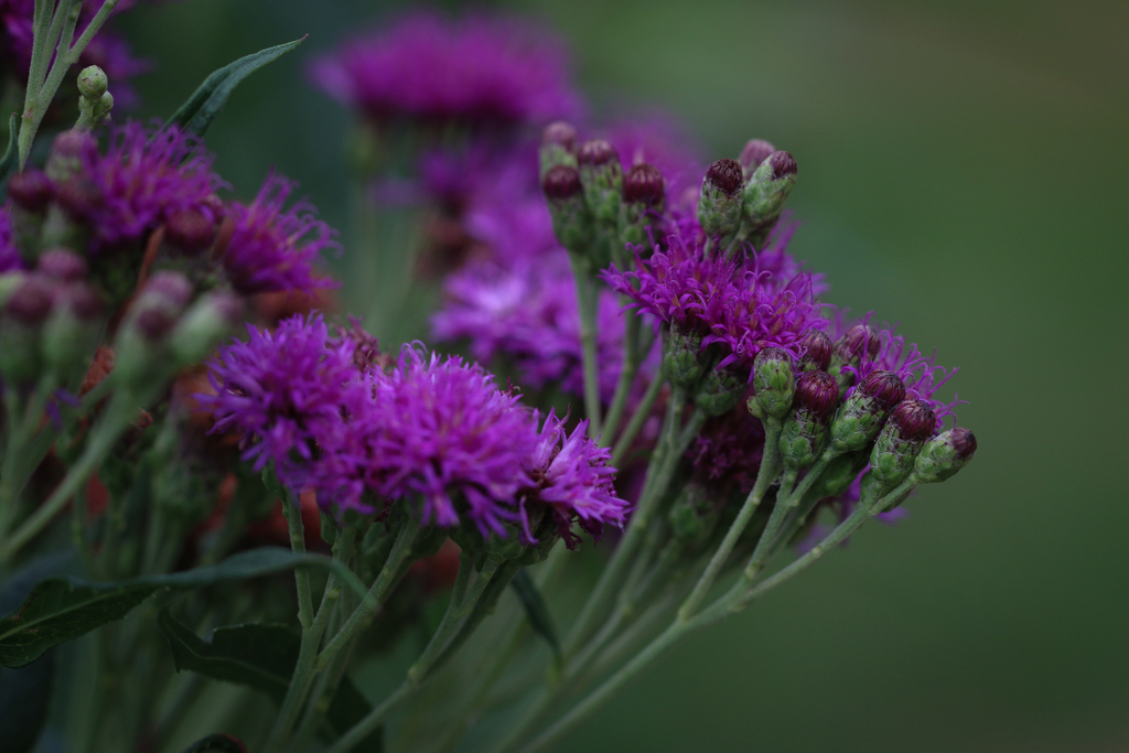 Vernonia fasciculata; photograph (c) Sawyer Hess, some rights reserved (CC BY)