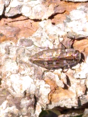 Chrysobothris cribraria