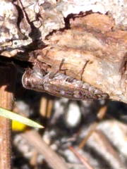 Chrysobothris cribraria