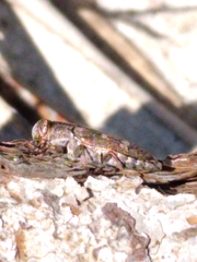 Chrysobothris cribraria