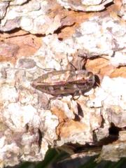 Chrysobothris cribraria