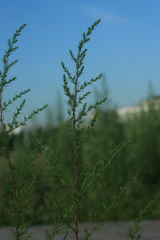 Salsola collina