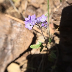 Phacelia breweri