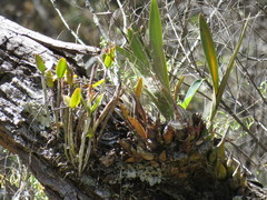 Guarianthe aurantiaca