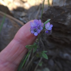 Phacelia breweri