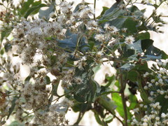 Vernonanthura cordata