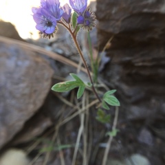 Phacelia breweri