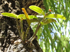 Guarianthe aurantiaca