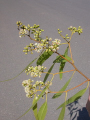 Eucalyptus chlorophylla