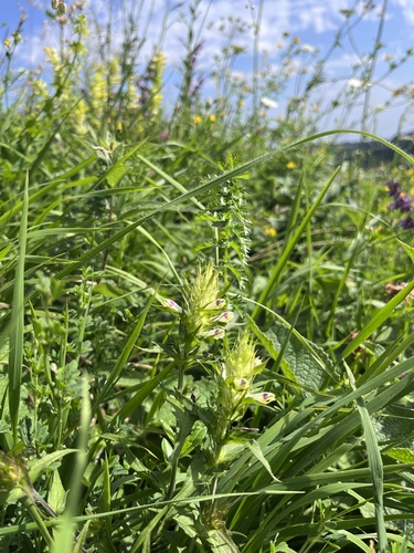 Melampyrum chlorostachyum (Melampyrum chlorostachyum)