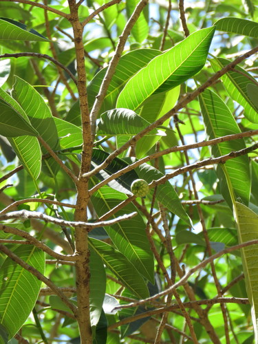 Ficus insipida - Leaves