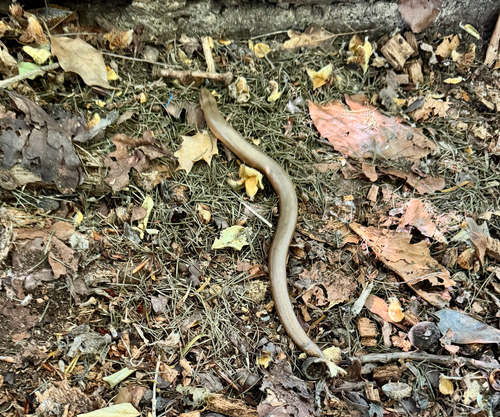 Common Slowworm
