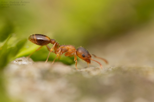 Temnothorax saxonicusTemnothorax saxonicus