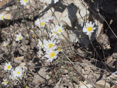 Malacothrix floccifera