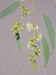 Eucalyptus conica