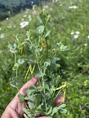 Coronilla coronata, photograph 3