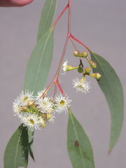 Eucalyptus conica