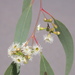 Eucalyptus conica - Photo (c) Dean Nicolle, some rights reserved (CC BY-NC), uploaded by Dean Nicolle
