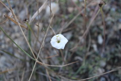 Acleisanthes