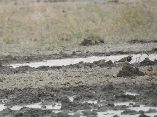 iNaturalist image