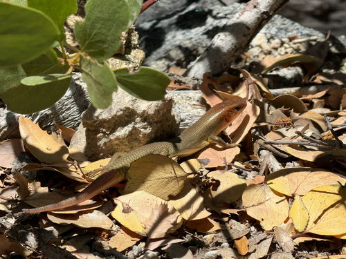 iNaturalist observation photo of Gilbert's Skink