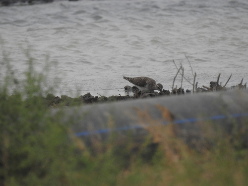 iNaturalist image