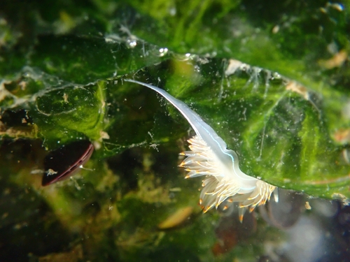 iNaturalist image