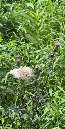 iNaturalist image