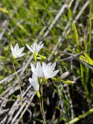 Geissorhiza aspera