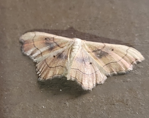 iNaturalist image