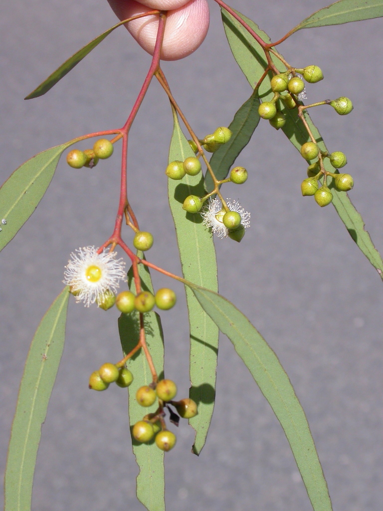 Cullen's ironbark