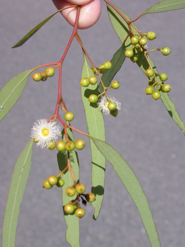Eucalyptus cullenii