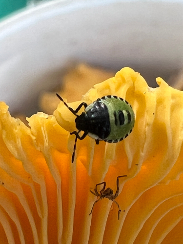 iNaturalist image