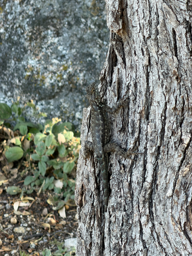 iNaturalist observation photo of Spiny Lizards