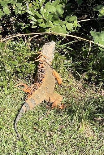 iNaturalist image