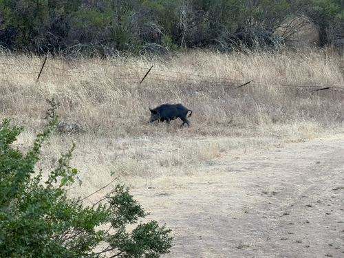 iNaturalist image