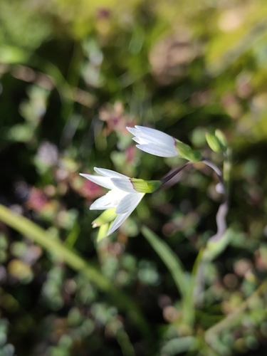 Geissorhiza aspera