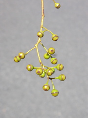 Eucalyptus cullenii