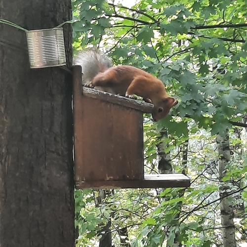 iNaturalist image