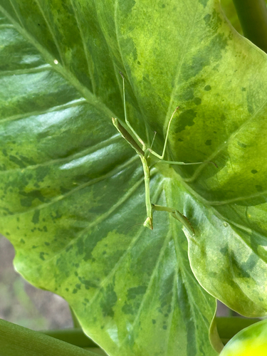 iNaturalist image