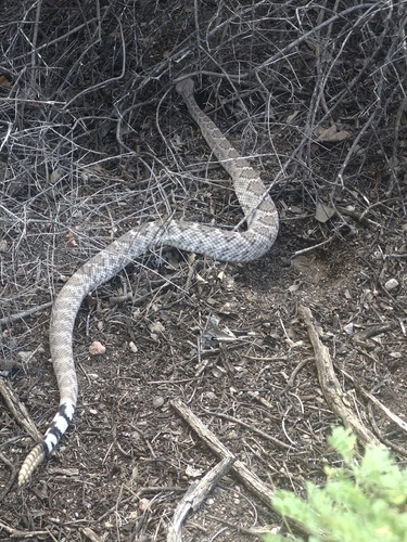 iNaturalist image