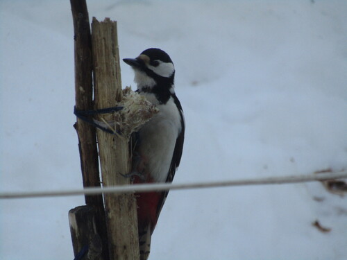 iNaturalist image