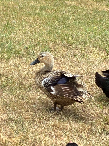iNaturalist image