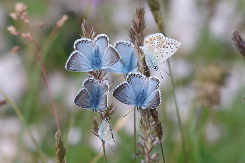 Chalkhill Blue, Villach-Land, Österreich, photo 7 of 10