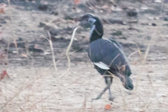 Bucorvus abyssinicus