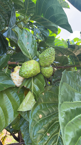Morinda citrifolia observed 2026-07-20