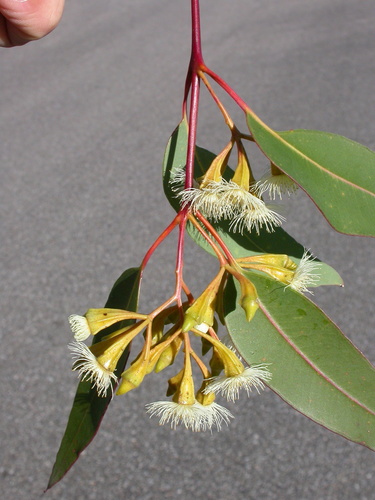 Eucalyptus fergusonii R.T.Baker